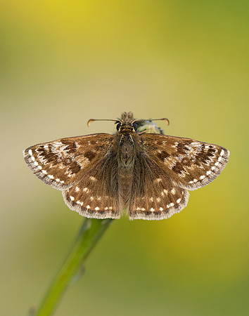Dingy Skipper Erynnis tages