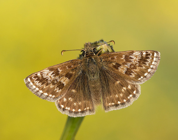 Dingy Skipper Erynnis tages