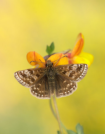 Dingy Skipper Erynnis tages