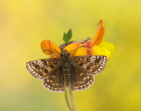 Dingy Skipper Erynnis tages