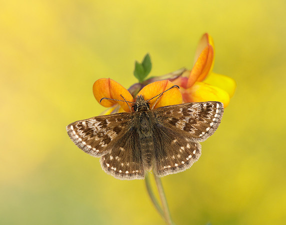 Dingy Skipper Erynnis tages