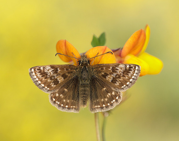 Dingy Skipper Erynnis tages