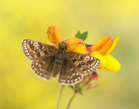 Dingy Skipper Erynnis tages