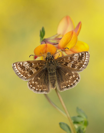 Dingy Skipper Erynnis tages