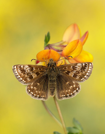 Dingy Skipper Erynnis tages