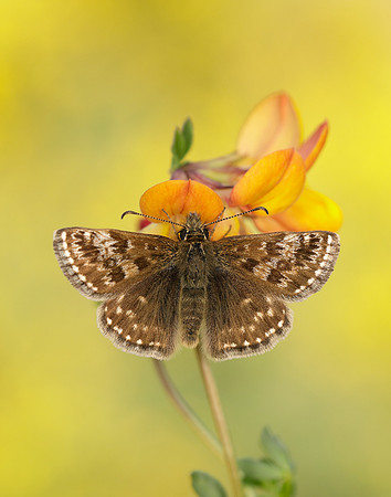 Dingy Skipper Erynnis tages