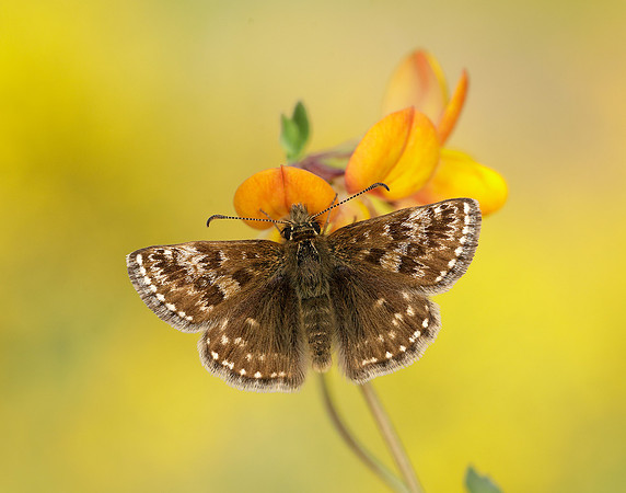 Dingy Skipper Erynnis tages