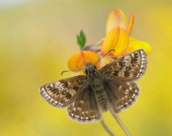 Dingy Skipper Erynnis tages