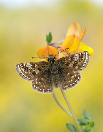 Dingy Skipper Erynnis tages