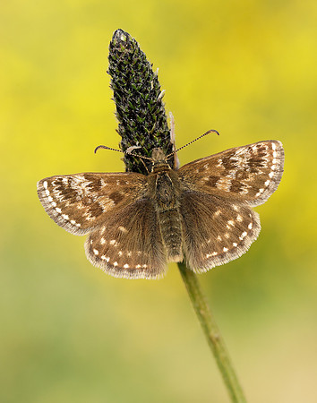 Dingy Skipper Erynnis tages