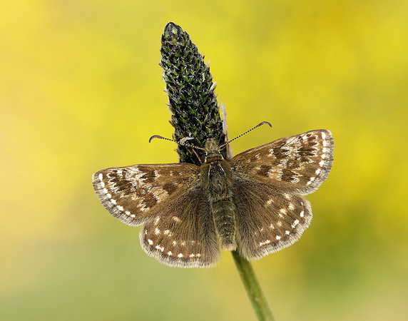Dingy Skipper Erynnis tages