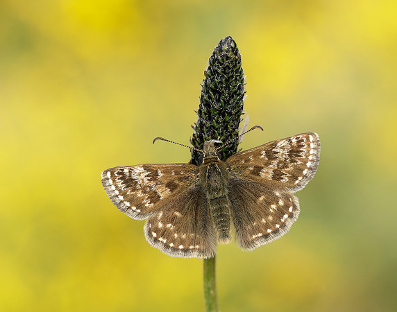 Dingy Skipper Erynnis tages