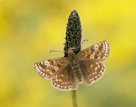 Dingy Skipper Erynnis tages