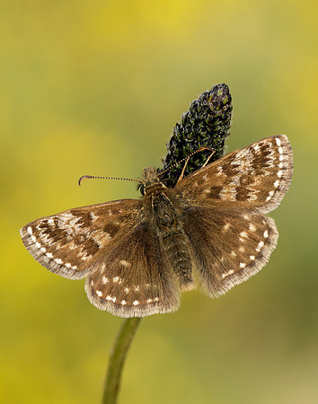 Dingy Skipper Erynnis tages