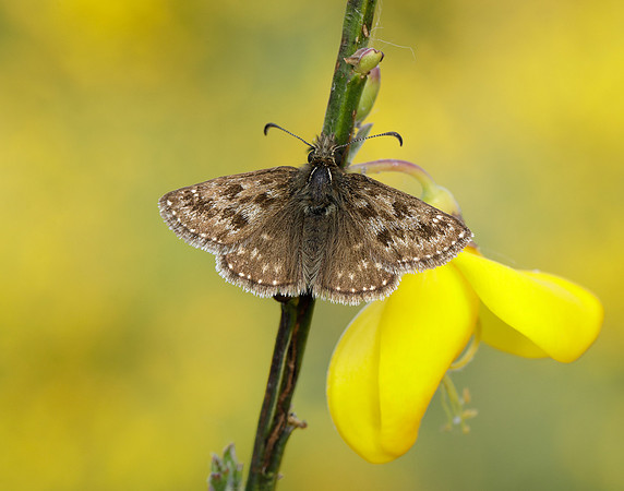 Dingy Skipper Erynnis tages