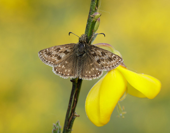 Dingy Skipper Erynnis tages