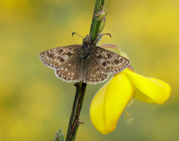 Dingy Skipper Erynnis tages