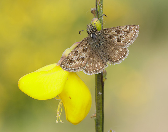 Dingy Skipper Erynnis tages