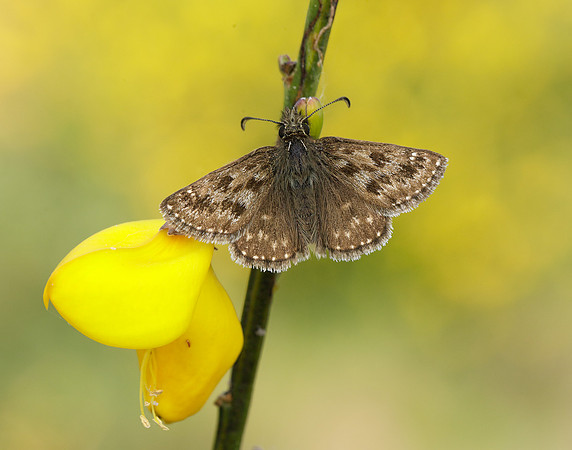 Dingy Skipper Erynnis tages