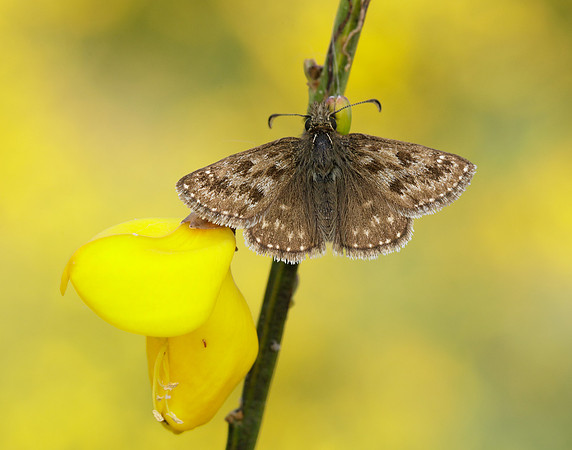 Dingy Skipper Erynnis tages