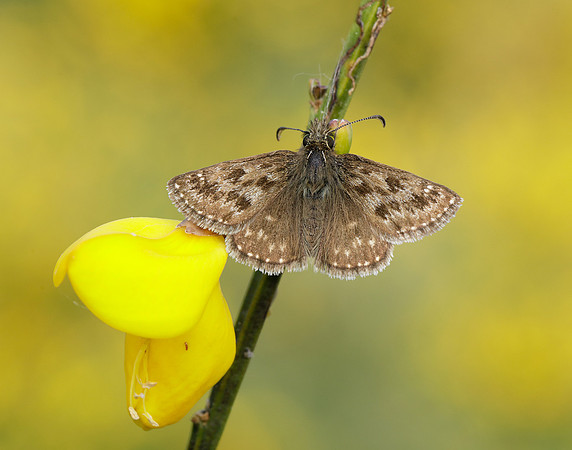 Dingy Skipper Erynnis tages