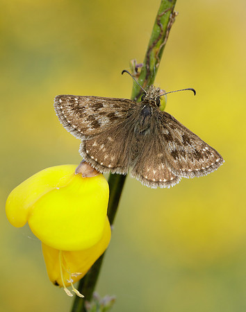 Dingy Skipper Erynnis tages