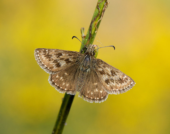 Dingy Skipper Erynnis tages