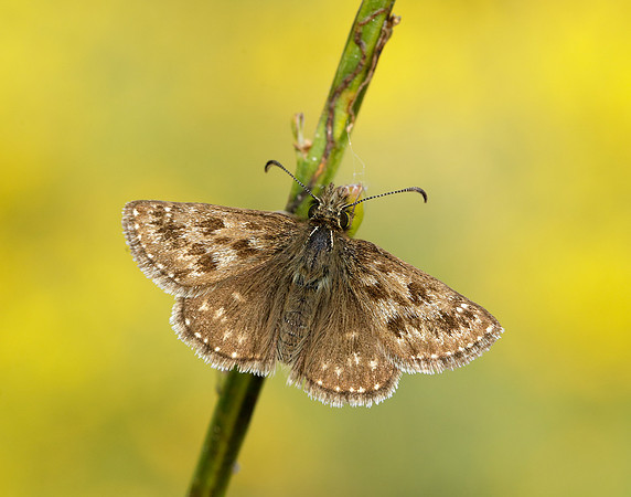 Dingy Skipper Erynnis tages