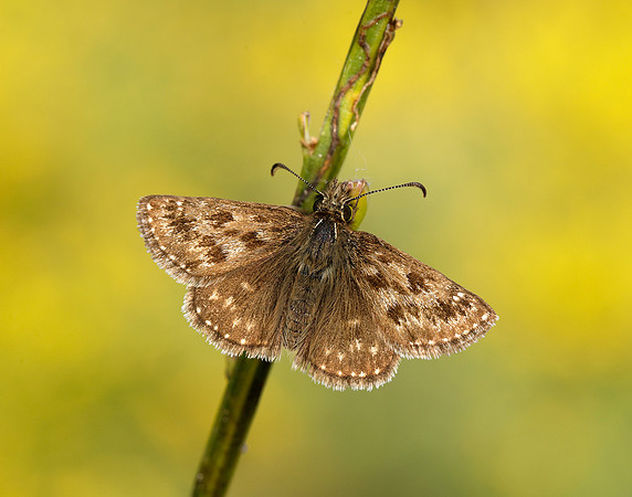 Dingy Skipper Erynnis tages