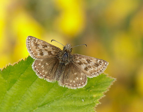 Dingy Skipper Erynnis tages