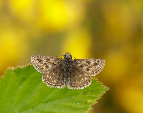 Dingy Skipper Erynnis tages