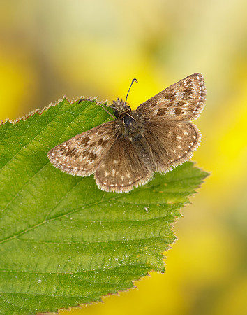 Dingy Skipper Erynnis tages