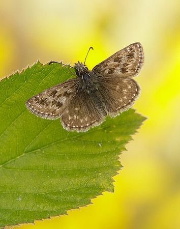 Dingy Skipper Erynnis tages