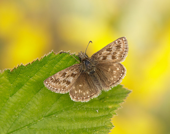 Dingy Skipper Erynnis tages