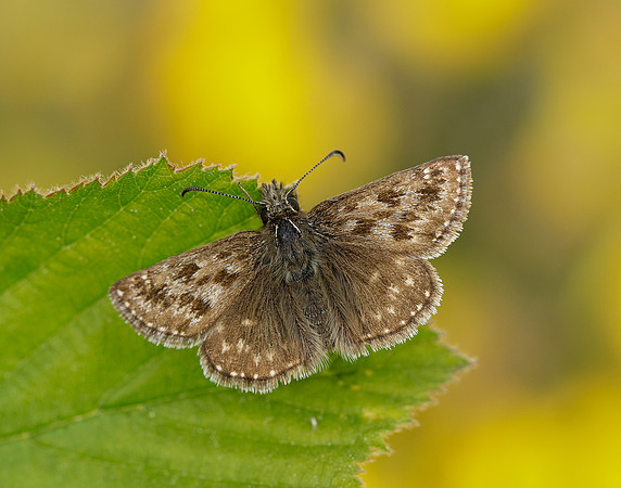 Dingy Skipper Erynnis tages