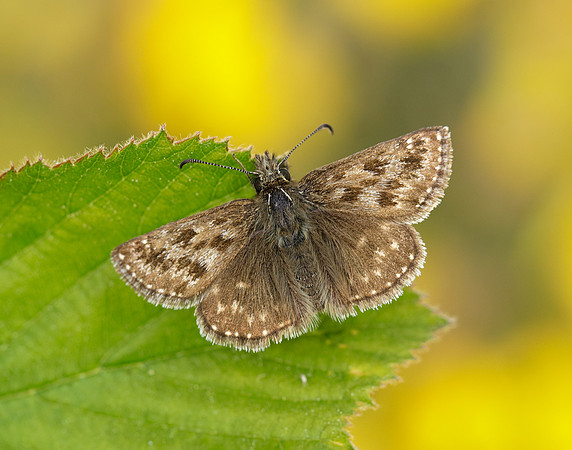 Dingy Skipper Erynnis tages