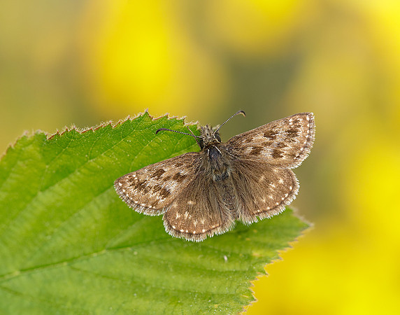 Dingy Skipper Erynnis tages