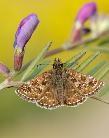 Dingy Skipper Erynnis tages