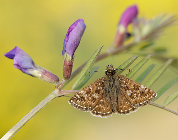Dingy Skipper Erynnis tages