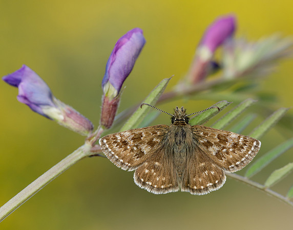 Dingy Skipper Erynnis tages