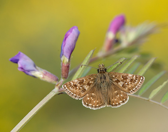 Dingy Skipper Erynnis tages