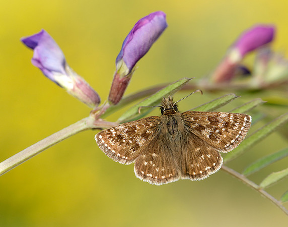 Dingy Skipper Erynnis tages