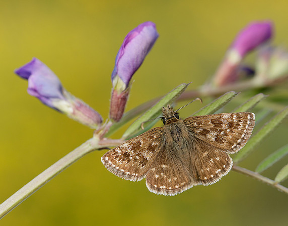 Dingy Skipper Erynnis tages