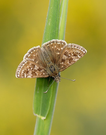 Dingy Skipper Erynnis tages
