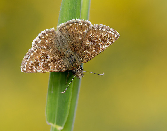 Dingy Skipper Erynnis tages