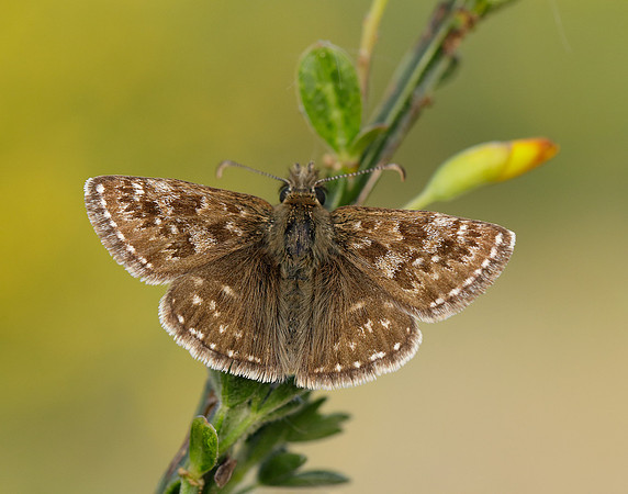 Dingy Skipper Erynnis tages
