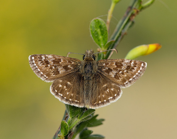 Dingy Skipper Erynnis tages