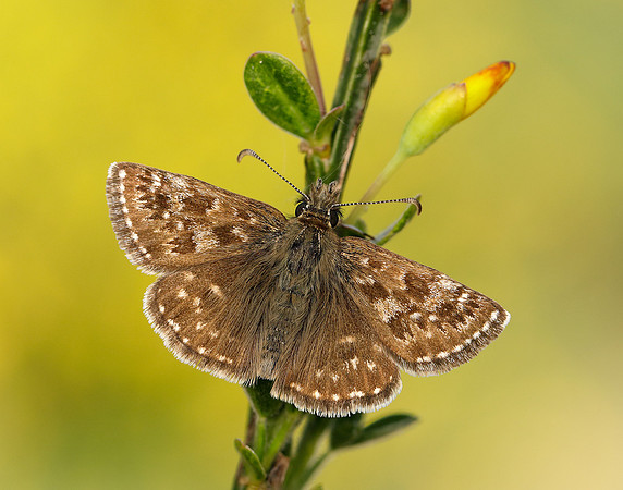 Dingy Skipper Erynnis tages