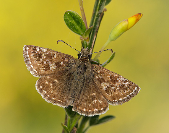 Dingy Skipper Erynnis tages