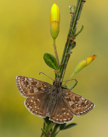 Dingy Skipper Erynnis tages